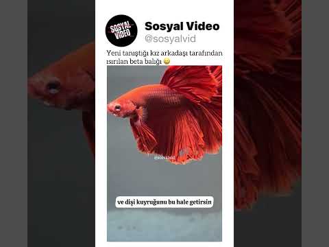 Yeni tanıştığı kız arkadaşı tarafından ısırılan beta balığı 😀