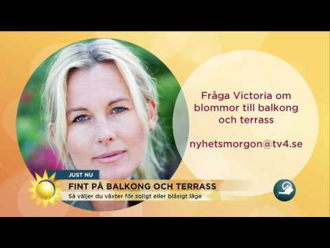Så väljer du växter till balkong och terrass - Nyhetsmorgon (TV4)
