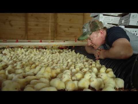 Super Size Me 2: Holy Chicken! (Clip 'My Own Chickens')