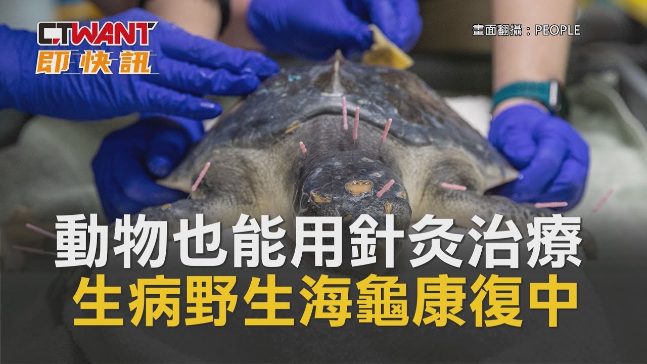 圖說-動物也能用針灸治療　生病野生海龜康復中