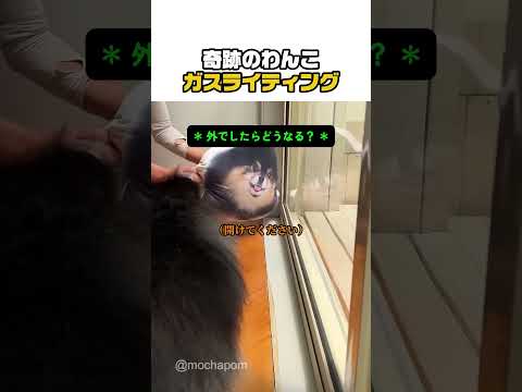奇跡のわんこガスライティング