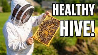 This is what a healthy hive actually looks like