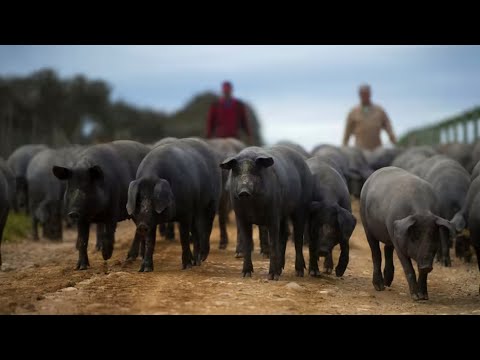 Farming Black Pigs in the Forest - World's Most Expensive Ham - Black Pig Jamón Factory