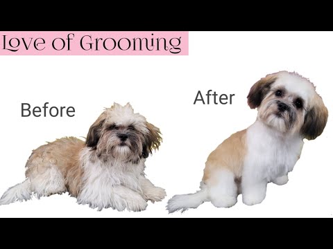Shih-Poo Puppy first Grooming