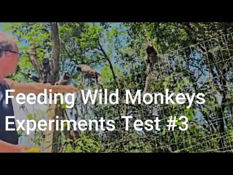 Feeding Wild Monkeys Experiments Test #3