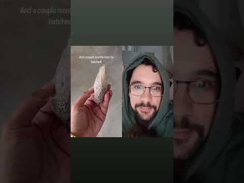 Veja essa incrível metamorfose. mariposa-lua-de-Madagáscar