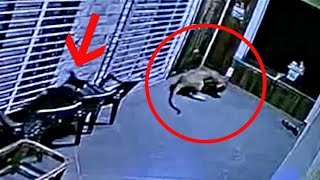 Download lagu Pitbull attacks leopard to save its friend!!! mp3