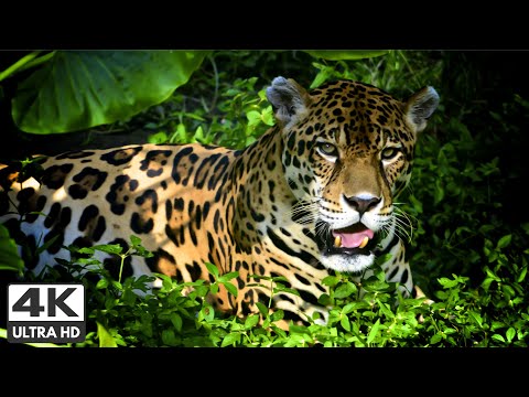 The Amazon 4K - Scenic Wildlife Film With Calming Music