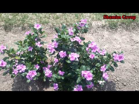 The flower looks very beautiful. It was a wonderful flower | Shamim Group