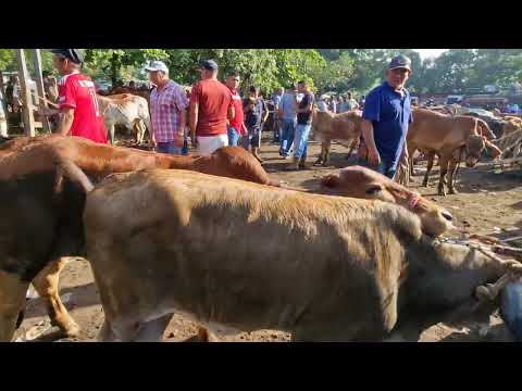 Tiangue de El Tránsito, San Miguel, El Salvador, martes 09 de diciembre 2025