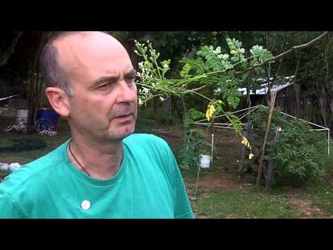 Moringa-Baum - Blüten und große Schoten