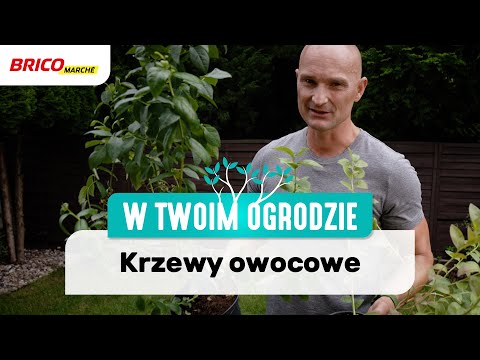 Krzewy owocowe [W Twoim ogrodzie]
