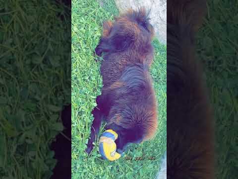 Himalyan Gaddi Dog . Gaddi kutta tibetan mastiff body 1 year old full heavy bone  Lion head
