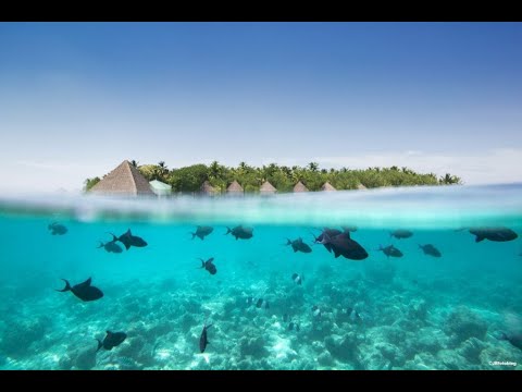 TAJ Coral Reef Resort & Spa ⭐ MALDIVES 🌞 | Official video