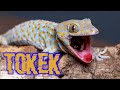 Suara Tokek Full 1 Jam