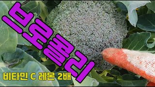비타민C 가 많은 브로콜리 재배방법 ㅣ 브로콜리 정식시기 ㅣ 브로콜리 수확