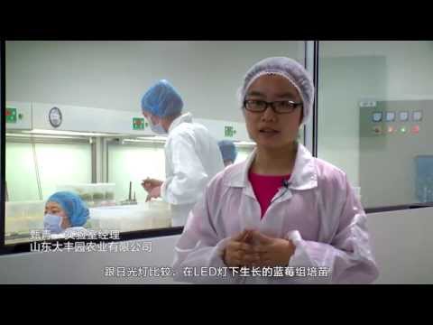 Shandong Vivi resume sua decisão de usar LEDs Philips - China (legendas em chinês)