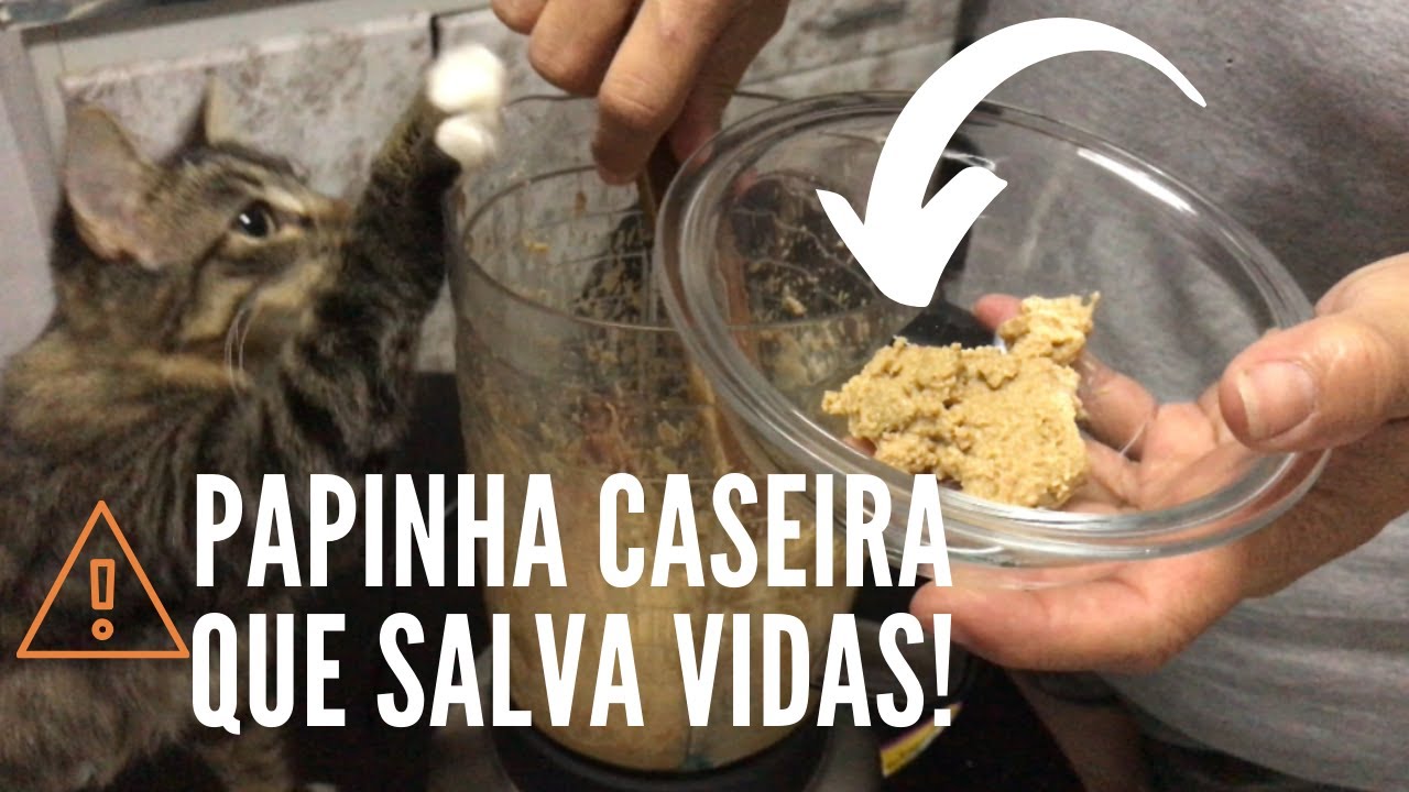 PAPINHA CASEIRA SALVA VIDAS PARA GATOS DEBILITADOS | GATEIRA