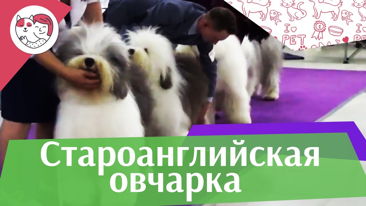 Староанглийская овчарка (бобтейл) на ilikepet. Особенности породы, уход