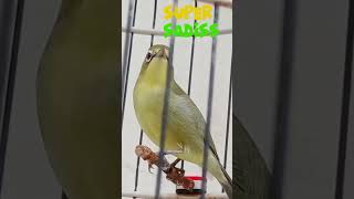 Download lagu ciak kecial betina,,, panggilan kawin,, tambah birahi ,,#kecialgacor #kecialkuning #keciallomba mp3 Download lagu ciak kecial betina,,, panggilan kawin,, tambah birahi ,,#kecialgacor #kecialkuning #keciallomba mp3