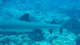 Highlight of our Maldives dive trip - a week in paradise