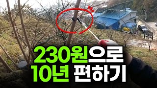 230원으로 10년 편할 수 있는 방법 l 가장 쉬운 가지 유인 방법