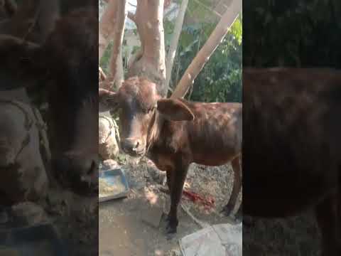 jaineel maurya 🐄cow