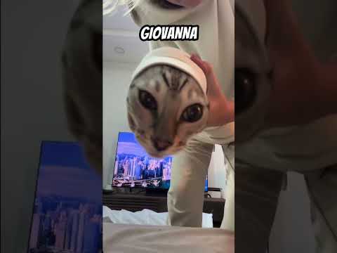 Luca gatto cannone 🐈 #doppiaggio #cat