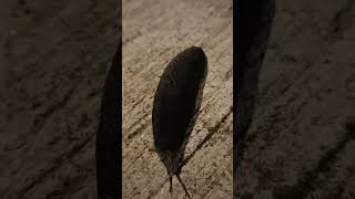 Download lagu dila dila slugs #shortvideo mp3