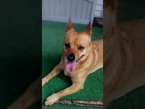 My Dogs Being CUTE For 2min 45sec