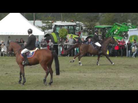 12-jährige Stute von Kannan x Silvio I 1.40 m