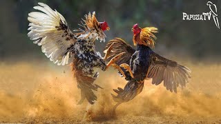 Feathery Gladiators or Roosters' Fate