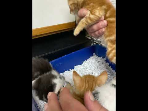 4 more new kittens with bad eye infection
