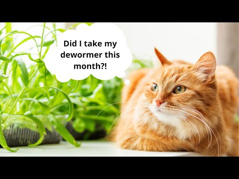 Everything You Need To Know About Cat Deworming