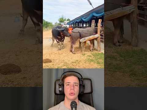 Alpha Bull With Cow to Produce High-Quality Food and Milk Mear India - By arm_attapon81