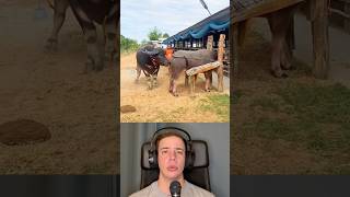 Download lagu Alpha Bull With Cow to Produce High-Quality Food and Milk Mear India - By arm_attapon81 mp3 Download lagu Alpha Bull With Cow to Produce High-Quality Food and Milk Mear India - By arm_attapon81 mp3