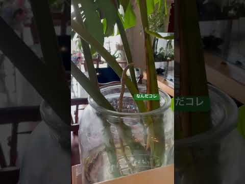 気根多肉植物ヒスイの木をどうするか