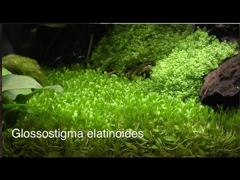 Watch Video on YouTube