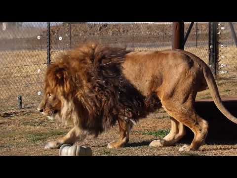 Ruben's incredible journey home