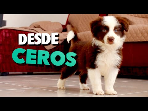 Training a puppy from scratch