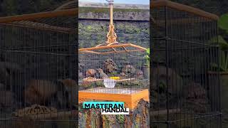 Download lagu PRENJAK BETINA NEMBAK #prenjakgacor #prenjakbetina #prenjakatas #masteranprenjak #fypシ゚viral mp3