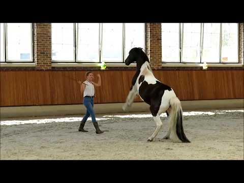 Empower your Horse - Tag der offenen Tür Sosath