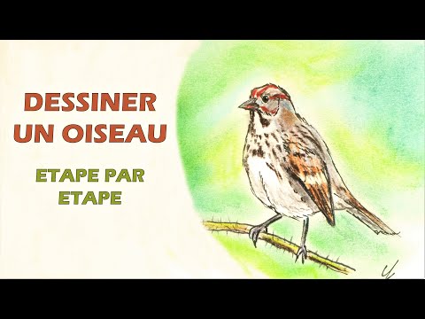 Comment dessiner un oiseau sur une branche
