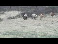 Pig Sex Dog