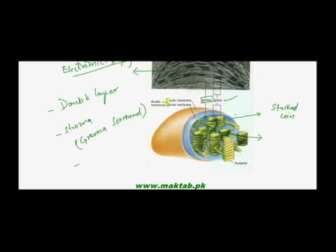 FSc Biology Book1, CH 4, LEC 15: Plastids – Chloroplast