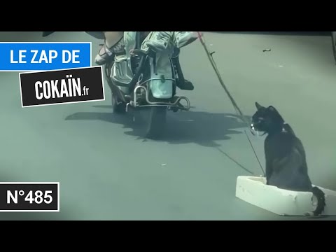 Le Zap de Cokaïn.fr n°485