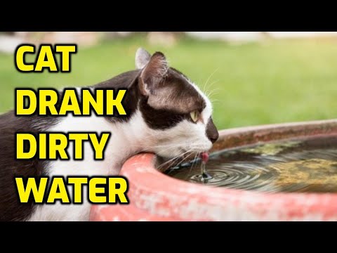 Why Do Cats Drink Dirty And Stagnant Water?