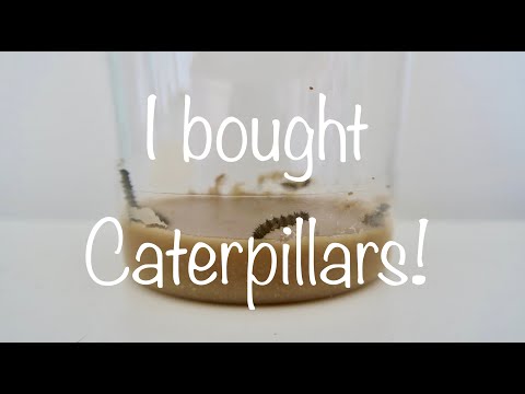 I Bought Caterpillars! Painted Lady Butterfly (Vanessa cardui)