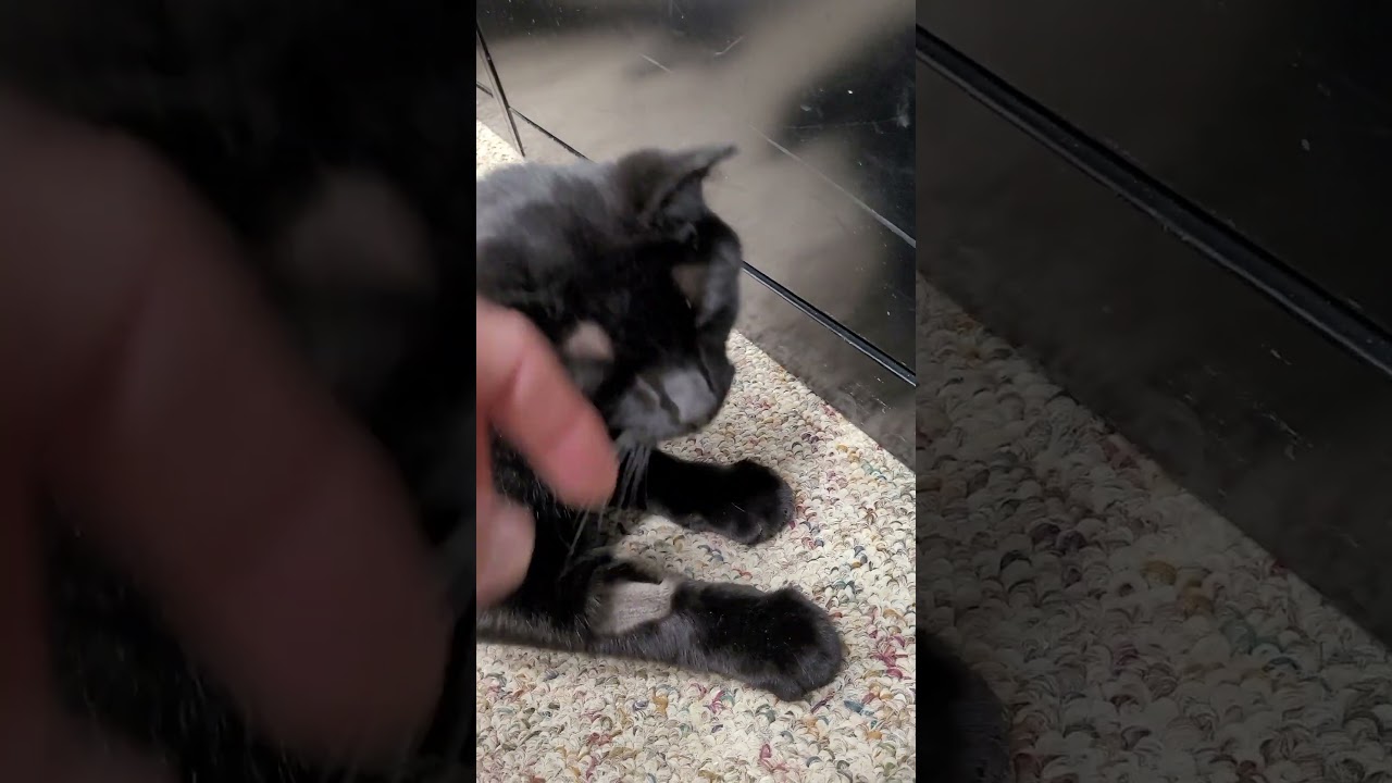 He got quiet once the camera came out. 😹  August 27, 2025