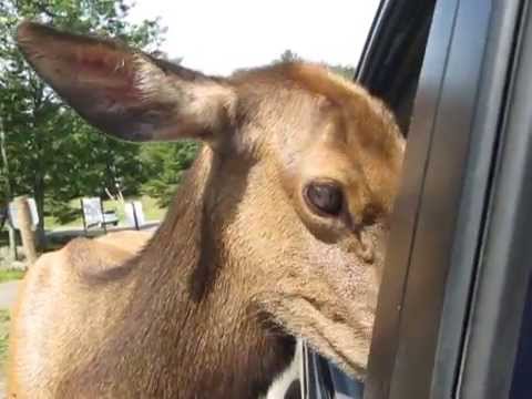 Rencontre avec un Wapiti